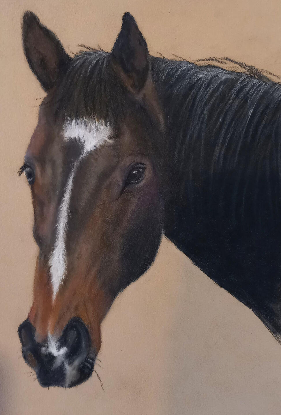 Ginnys Pet Portraits