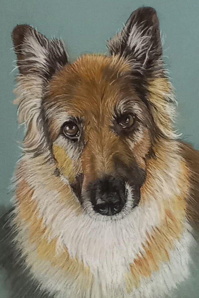 Ginnys Pet Portraits