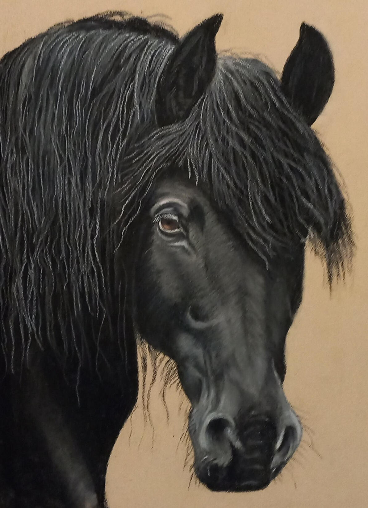 Ginnys Pet Portraits