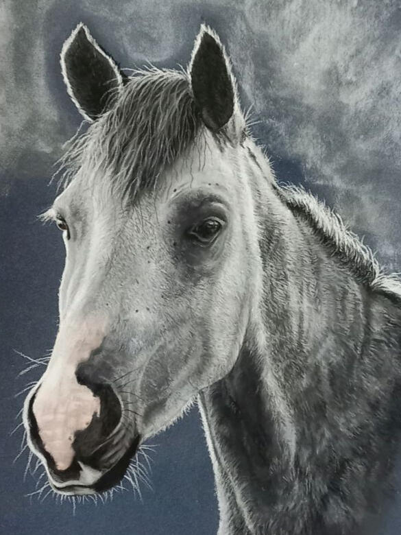 Ginnys Pet Portraits