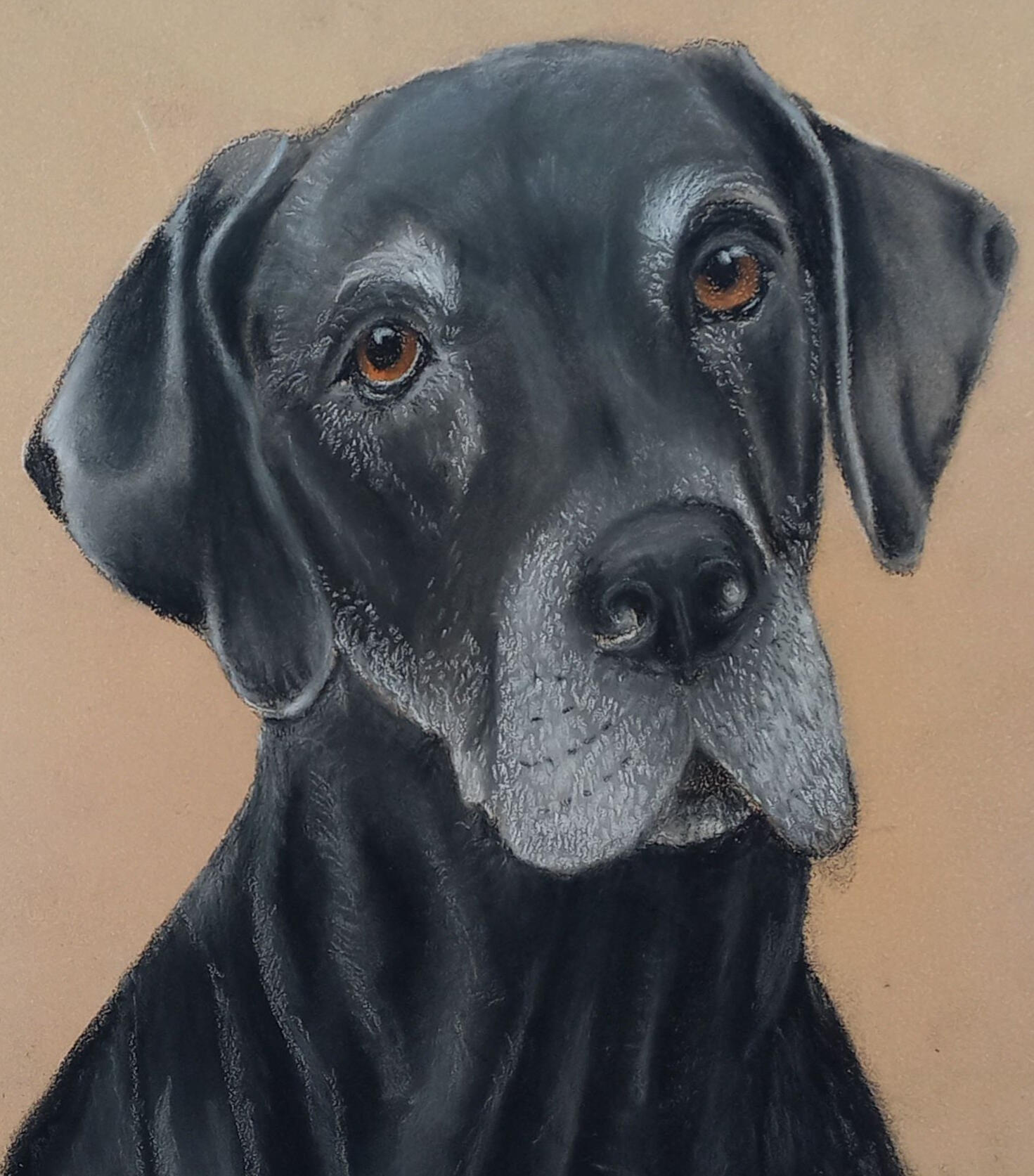 Ginnys Pet Portraits