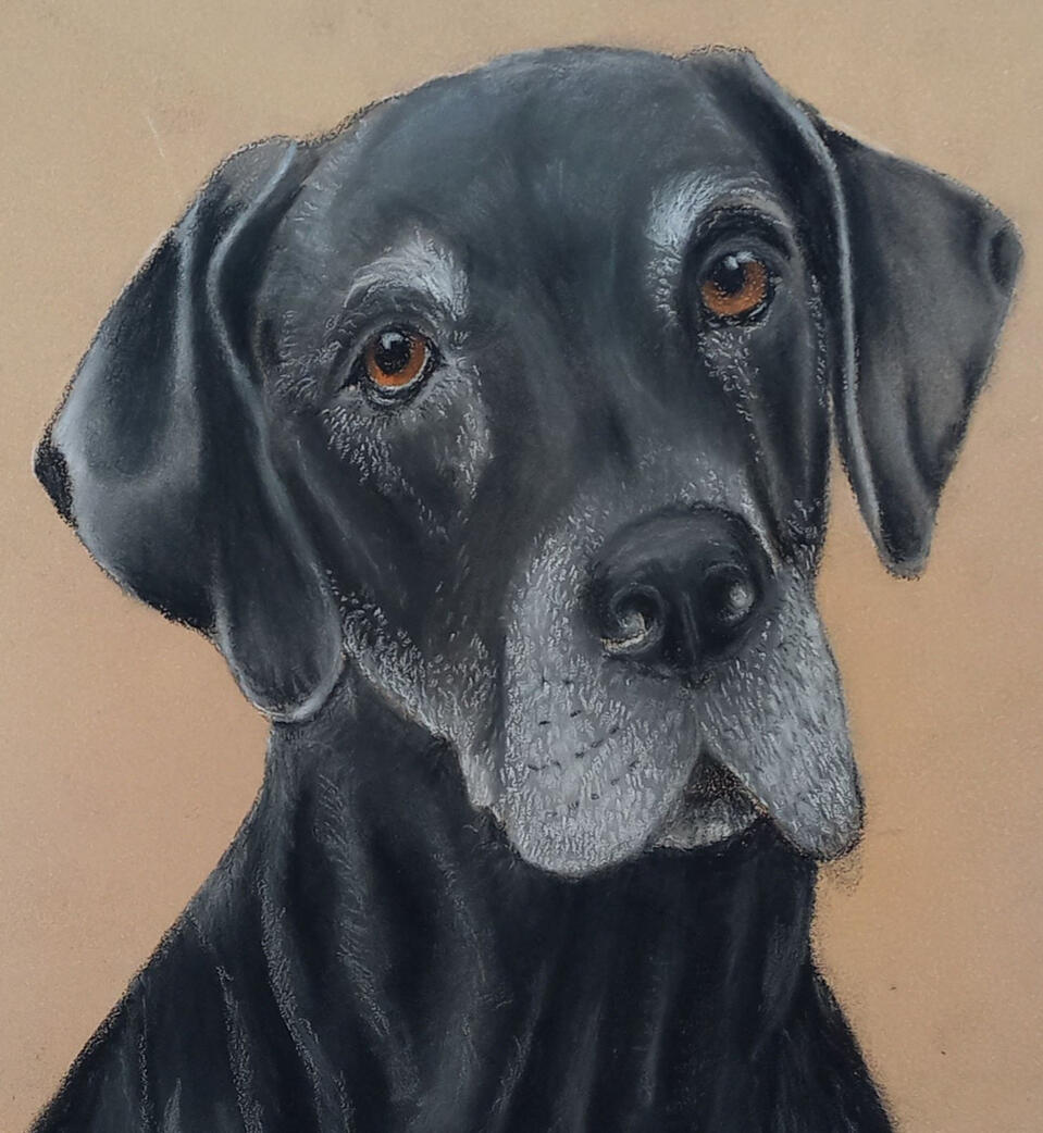 Ginnys Pet Portraits