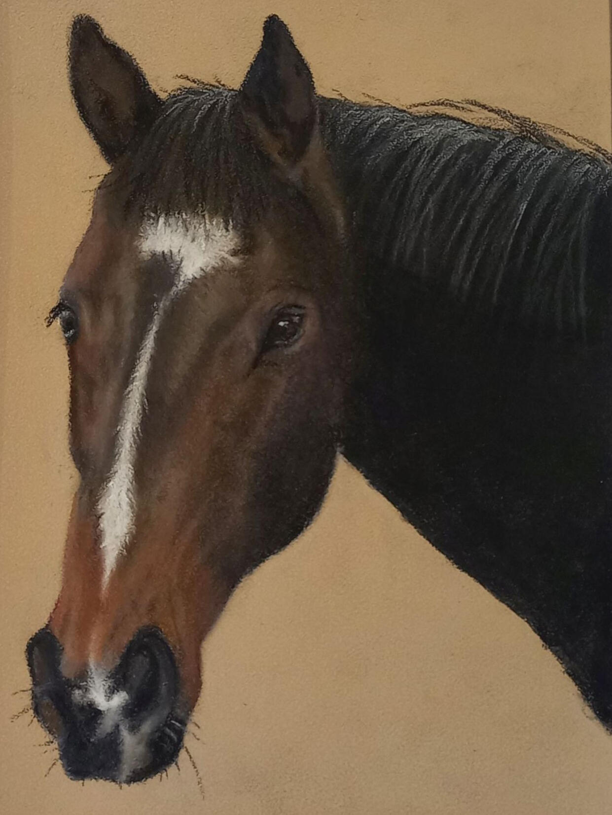 Ginnys Pet Portraits