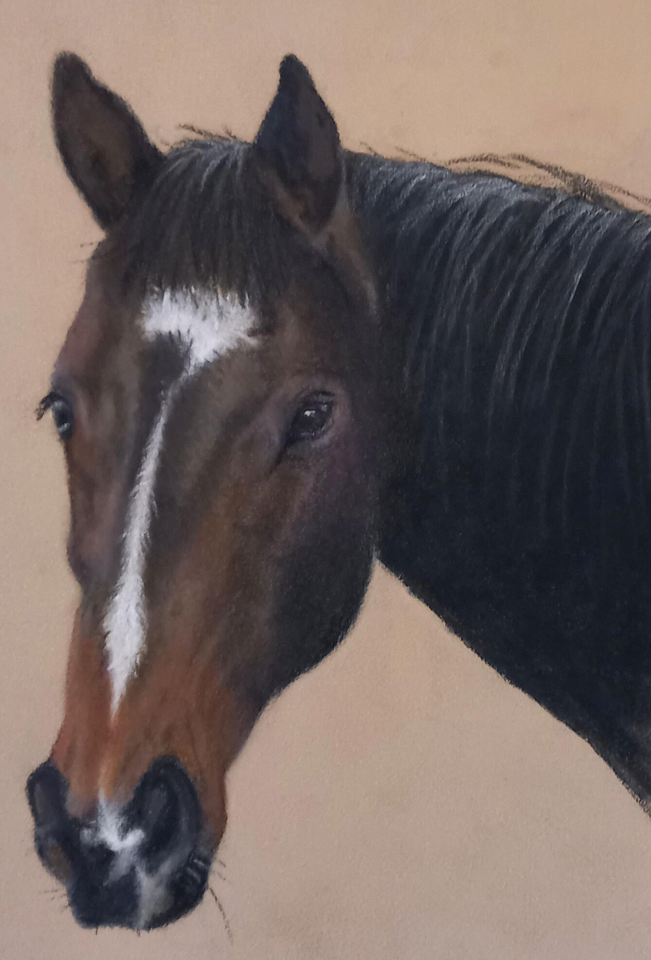 Ginnys Pet Portraits
