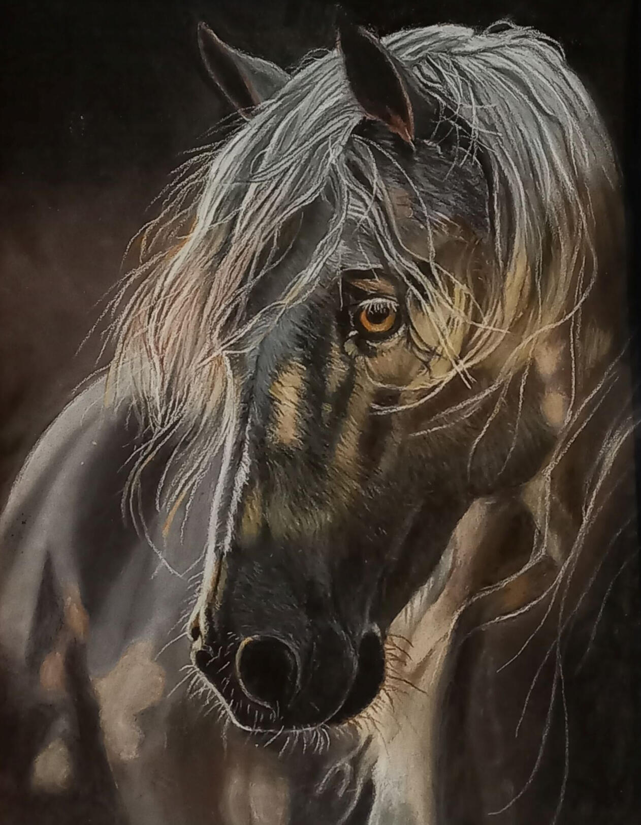 Ginnys Pet Portraits