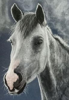 Ginnys Pet Portraits