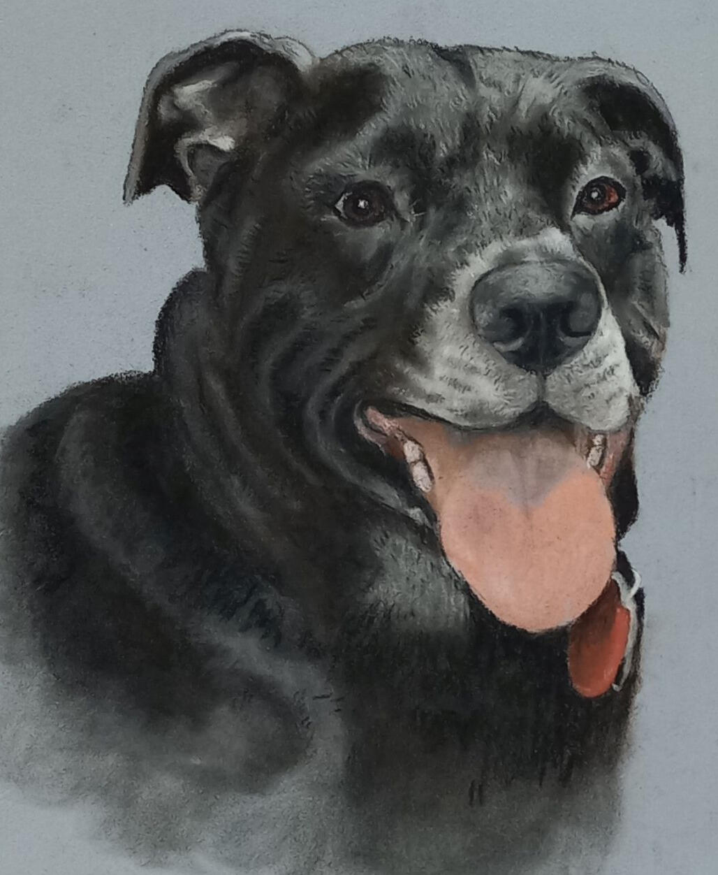 Ginnys Pet Portraits