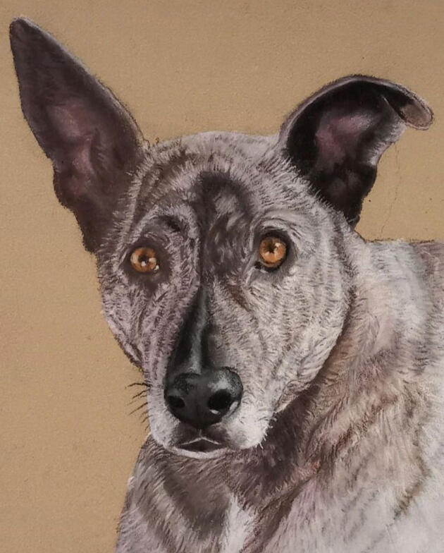 Ginnys Pet Portraits