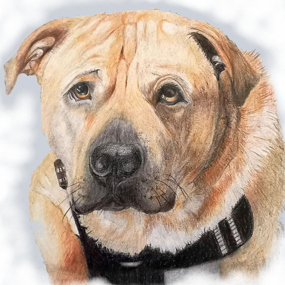 Ginnys Pet Portraits