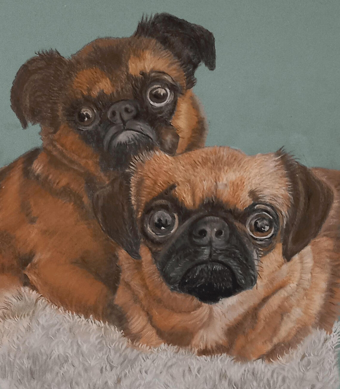Pet Portraits