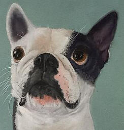 Pet Portraits