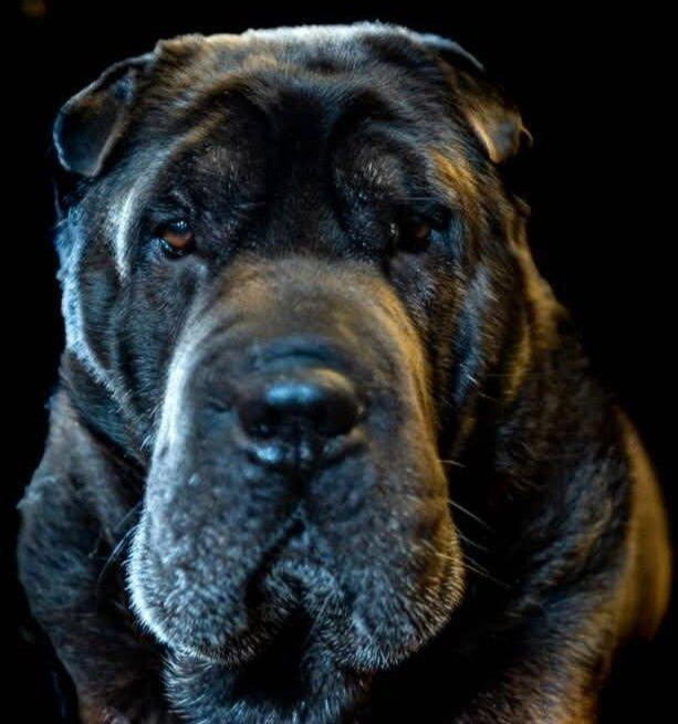 Pet Portraits