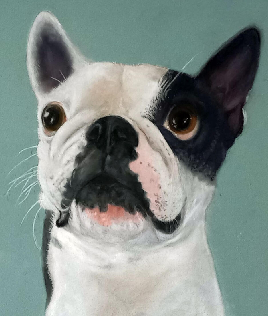 Pet Portraits
